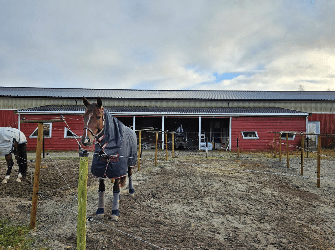 Horse in front of barn.