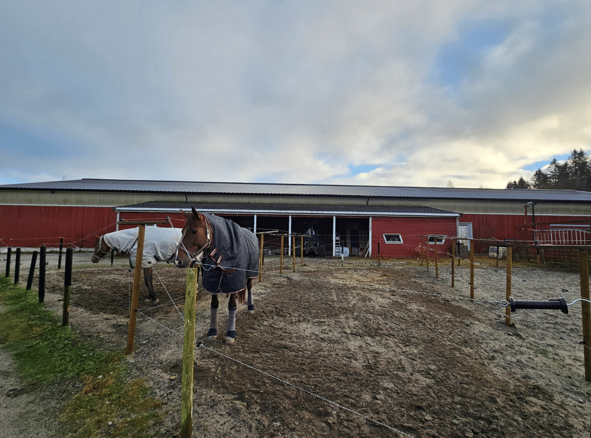 Two horses near a barn